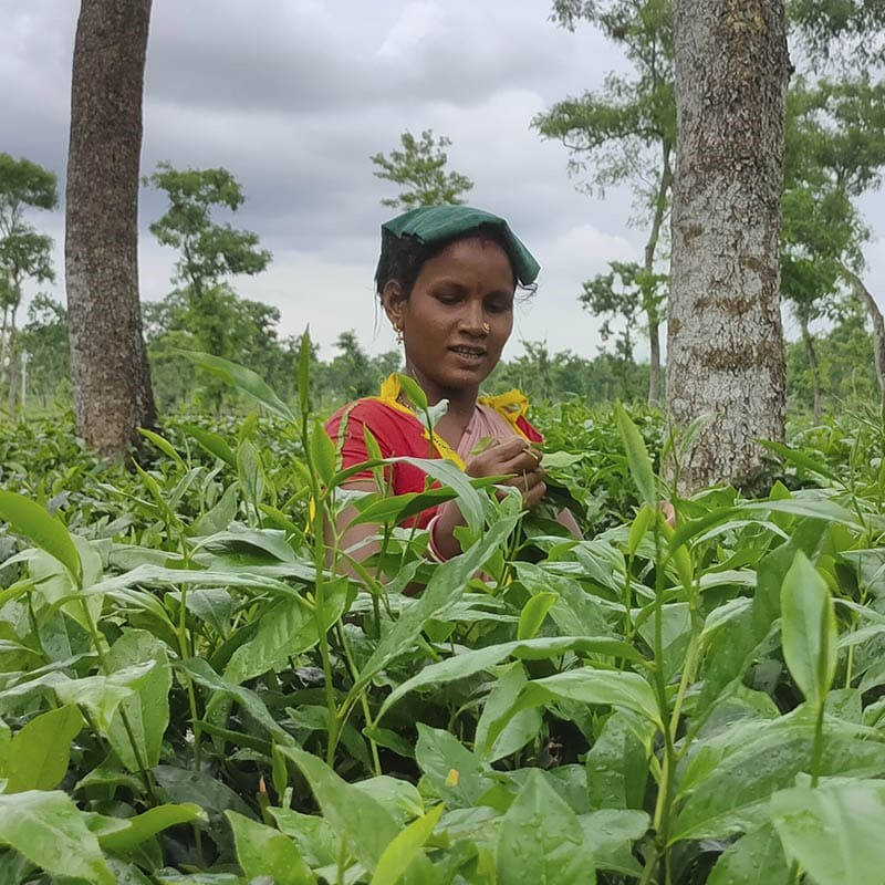 Avatar of Sara Tariq